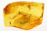 Fossil Gnat and Two Moth Flies in Baltic Amber #273274-1